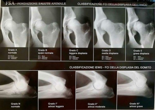 Hips and elbows displasia